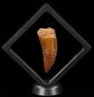Serrated Carcharodontosaurus Tooth - Excellent Enamel #52471-2